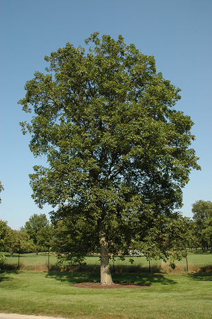 Trees | Adventure Science Center