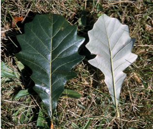 Trees | Adventure Science Center